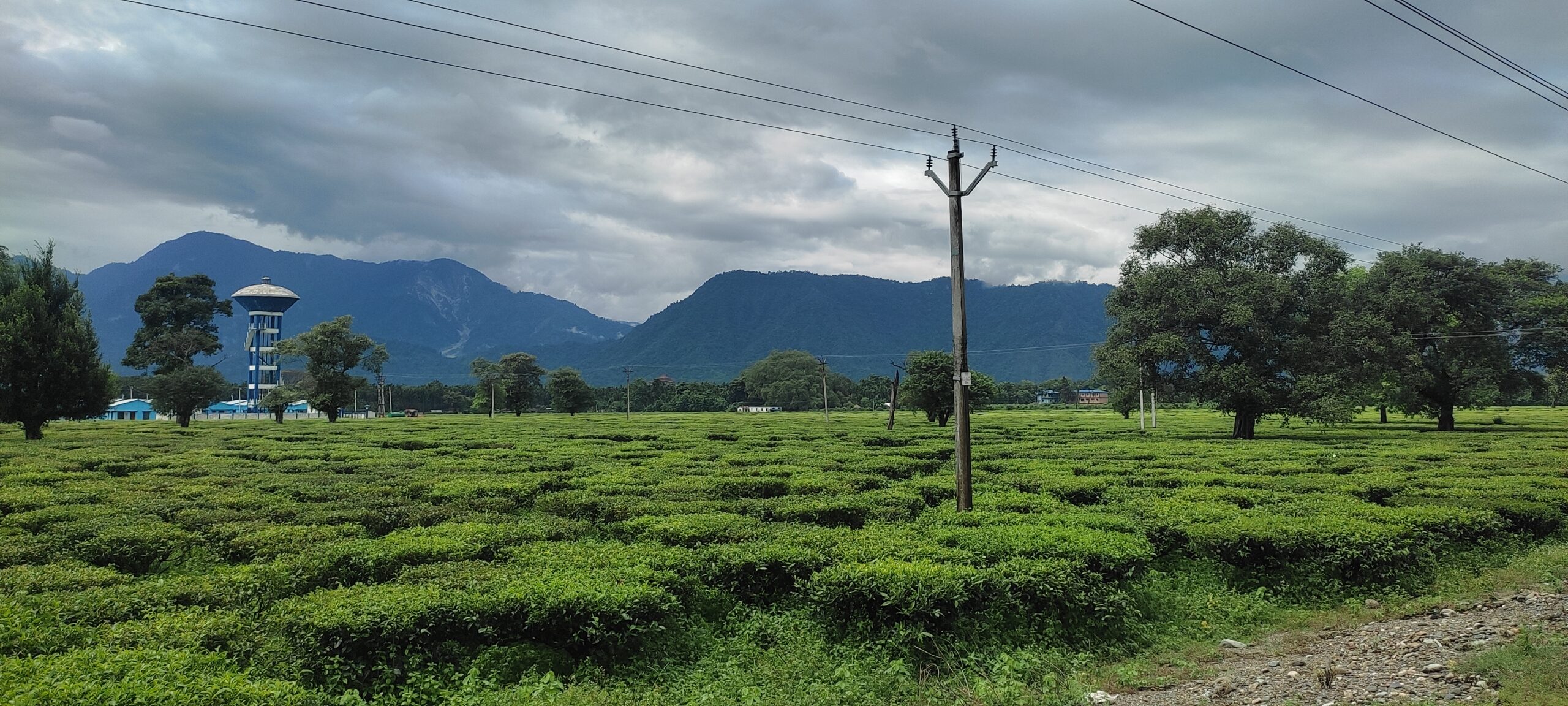 Tea Garden