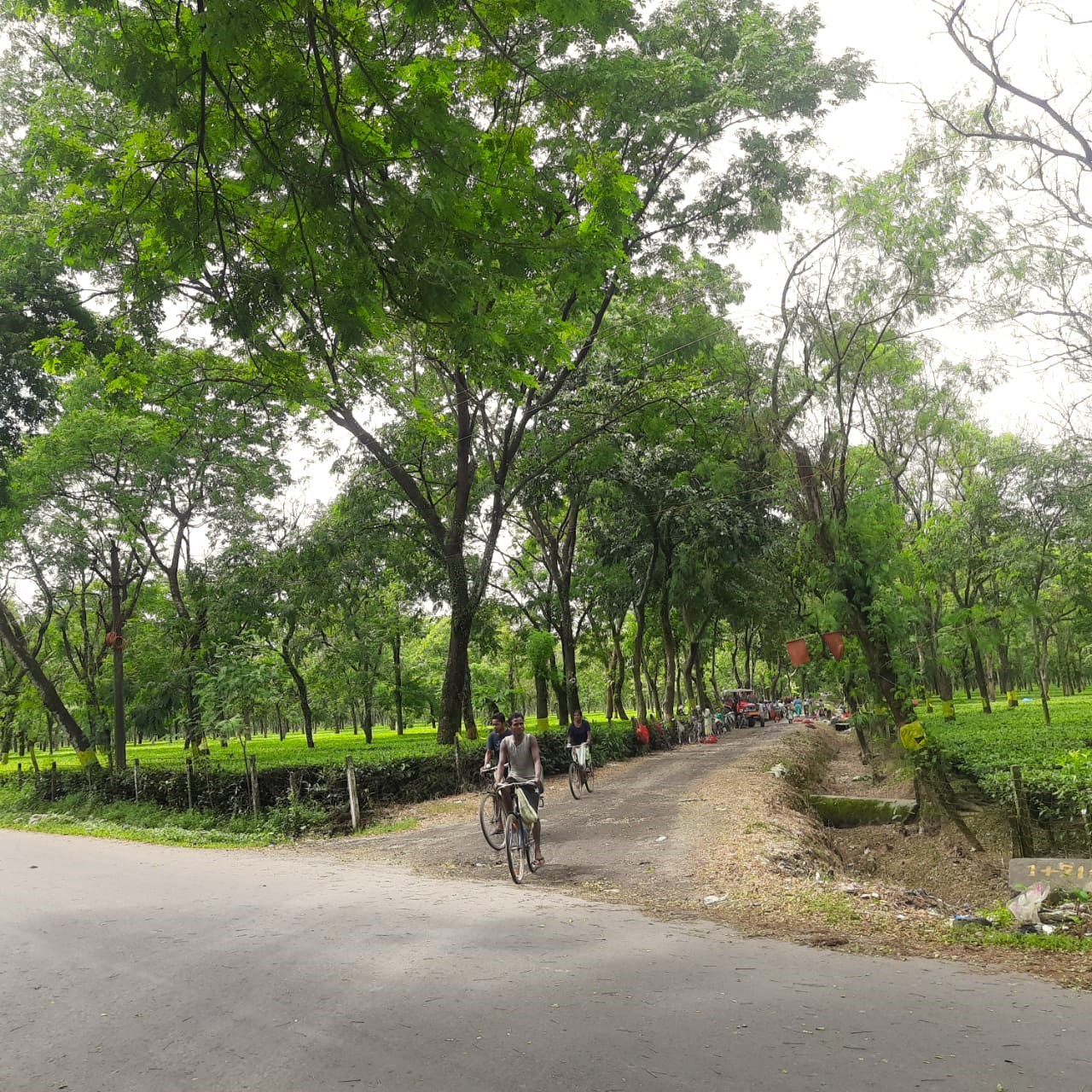 Tea Workers in Garden