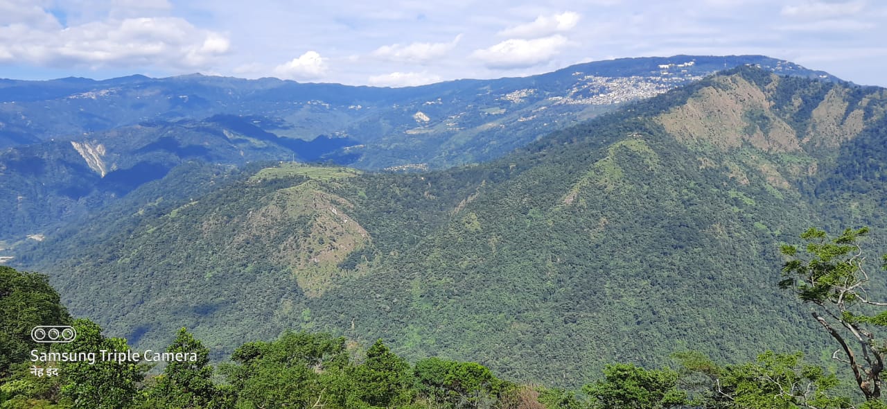 Darjeeling Tea Estate