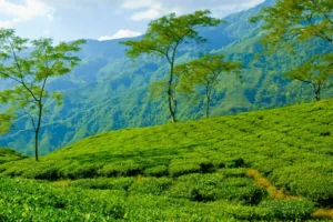 darjeeling-300x200 HOME