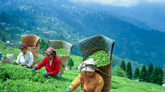 tea garden